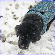 Превью фото № 193316