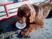 Превью фото № 193343