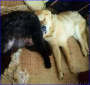 Превью фото № 193386