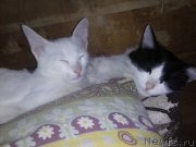 Превью фото № 193387