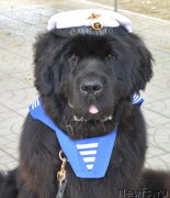 Превью фото № 193436