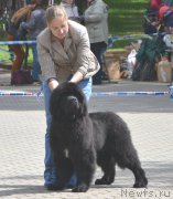 Превью фото № 193658