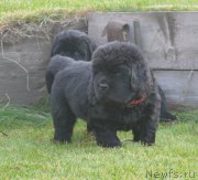 Превью фото № 193670