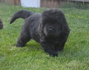 Превью фото № 193674