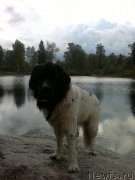 Превью фото № 193687