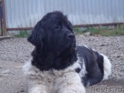 Превью фото № 193762