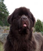 Превью фото № 193790