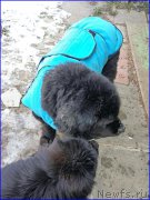 Превью фото № 193791