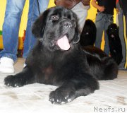 Превью фото № 193829