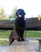 Превью фото № 193830