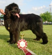 Превью фото № 193995