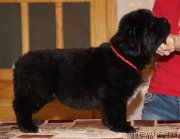 Превью фото № 194068