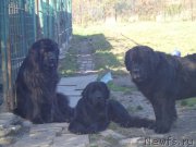 Превью фото № 194100