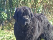 Превью фото № 194104