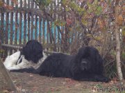 Превью фото № 194107