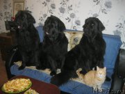 Превью фото № 194121