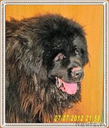 Превью фото № 194138