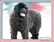 Превью фото № 194141