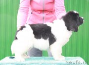 Превью фото № 194145