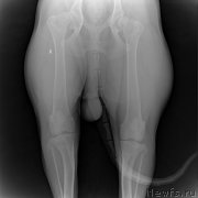 Превью фото № 194162