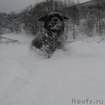 Превью фото № 19424