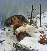 Превью фото № 194282