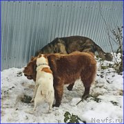 Превью фото № 194283