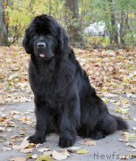 Превью фото № 194286