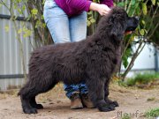 Превью фото № 194334