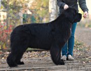 Превью фото № 194336