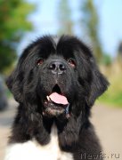 Превью фото № 194340