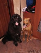 Превью фото № 194357