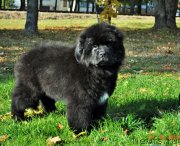 Превью фото № 194442