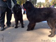 Превью фото № 194451