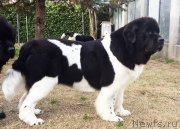 Превью фото № 194547