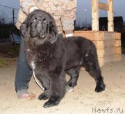 Превью фото № 194549