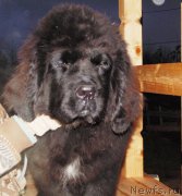 Превью фото № 194553