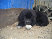 Превью фото № 194559