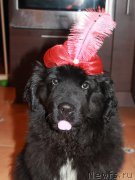 Превью фото № 194563