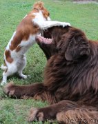 Превью фото № 194600