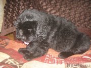 Превью фото № 194614