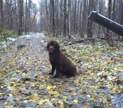 Превью фото № 194633