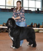 Превью фото № 194657