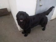 Превью фото № 194662