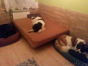 Превью фото № 194665