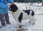 Превью фото № 194666