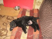 Превью фото № 194675