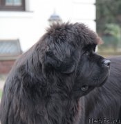 Превью фото № 194706