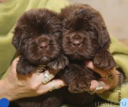 Превью фото № 194742