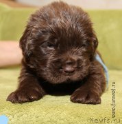 Превью фото № 194744